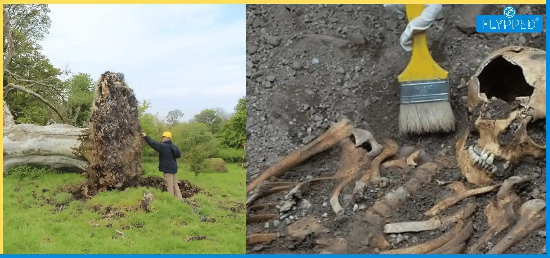 215 साल पुराना पेड़ उखड़ने के बाद नजर आई ऐसी चीज, जिसे देख दंग रह जाएंगे आप