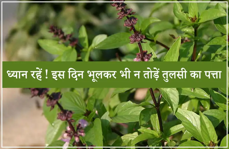 ध्यान रहें ! इस दिन भूलकर भी न तोड़ें तुलसी का पत्ता