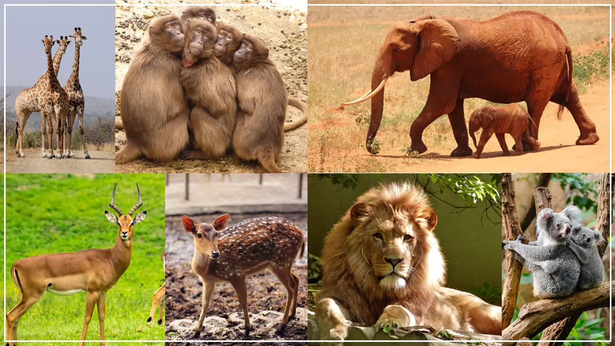 जीव-जंतुओं से जुड़ें कुछ Amazing Fact जिनके बारें में आपको नही होगा पता