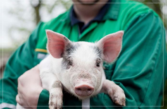 Pig to human heart transplants