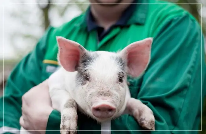 अब इंसान के शरीर में धड़क सकेगा सूअर का दिल, वैज्ञानिकों का दावा